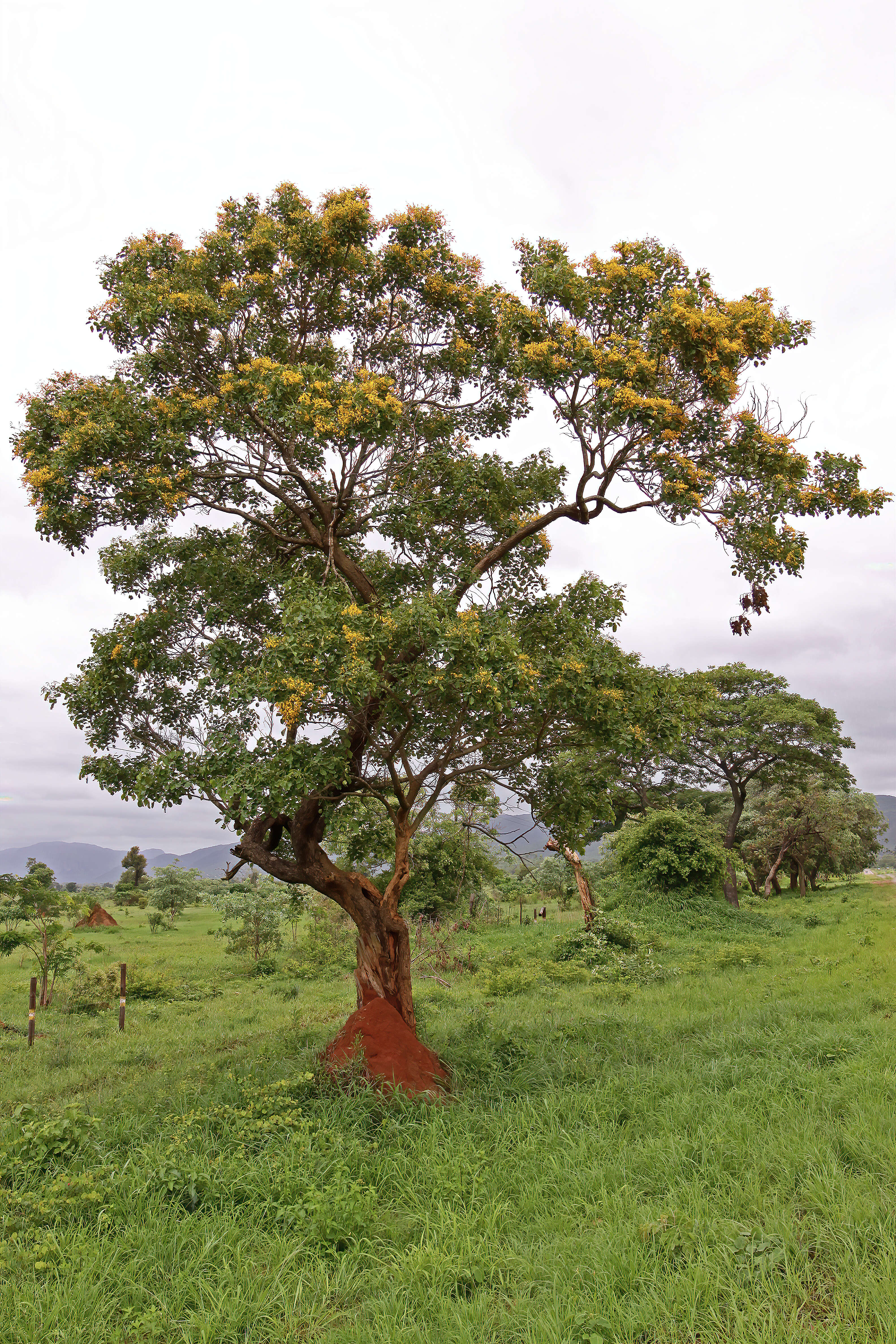 Imagem de Pterocarpus rotundifolius (Sond.) Druce