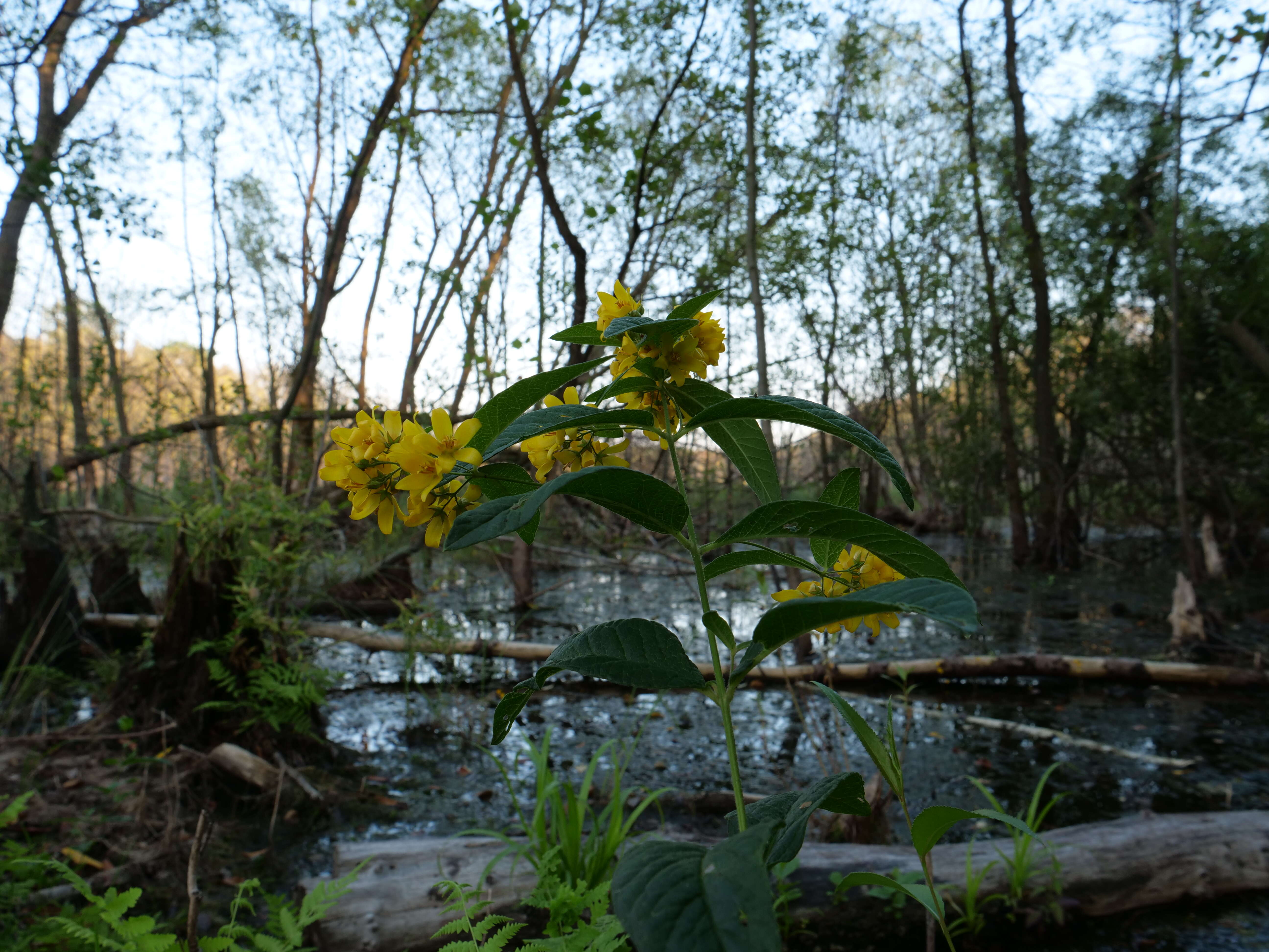 Image of Yellow Loosestrife