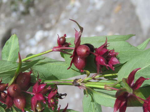 Image de Leycesteria