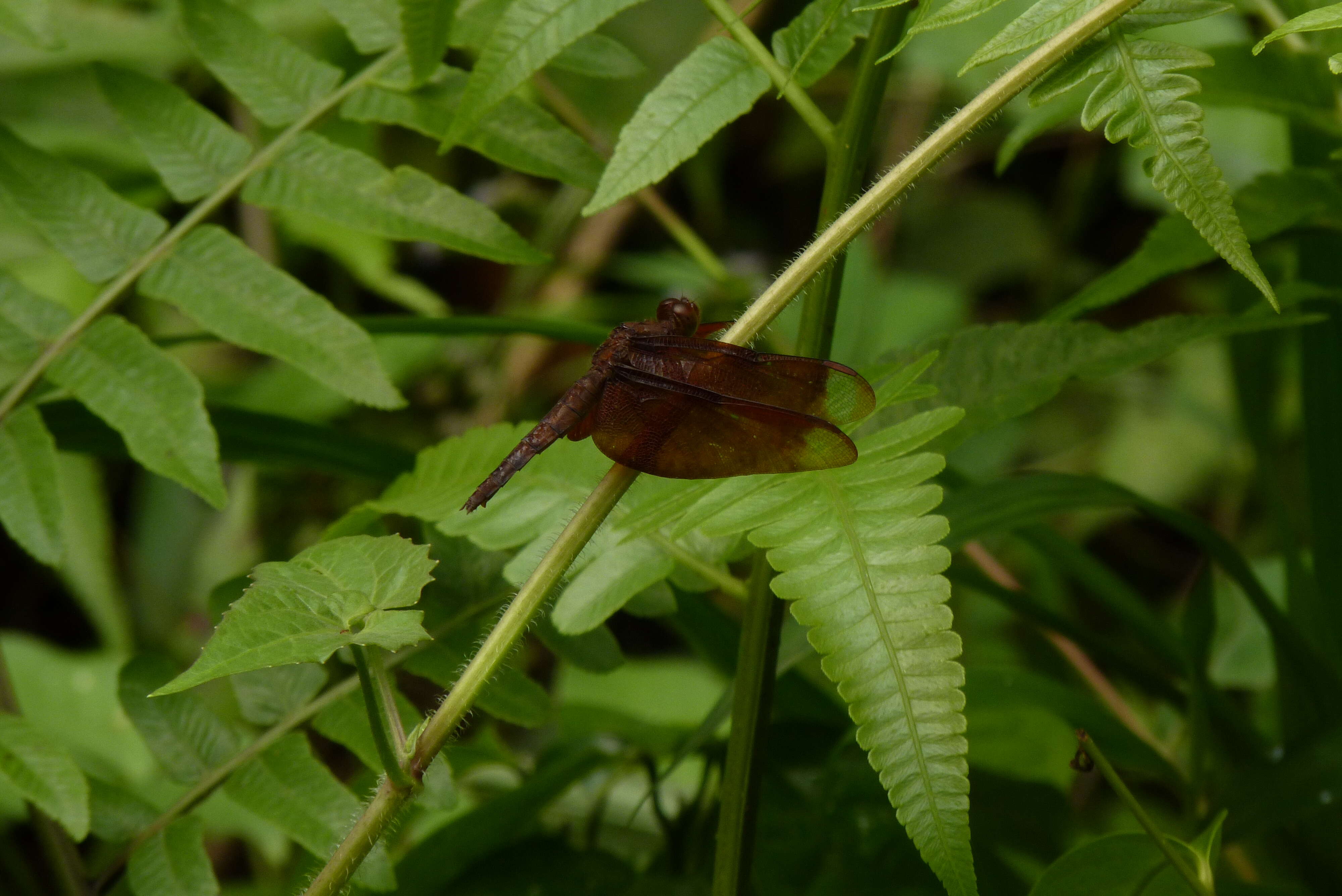 Image of Black Stream Glider