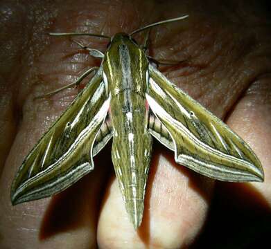 Image of Vine Hawk-Moth