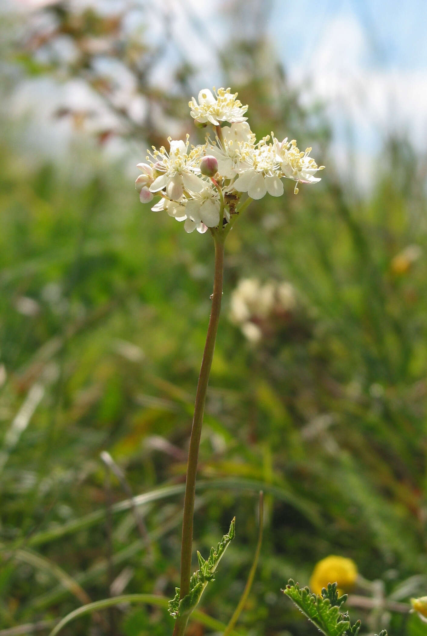 Image of dropwort