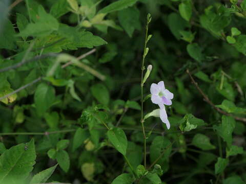 Image of Chinese violet