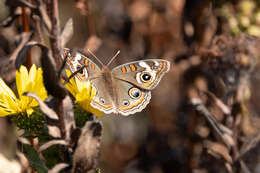 Image of Junonia grisea