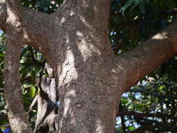 Image of Dysoxylum