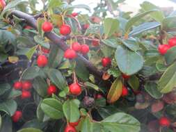 Image of coral beauty cotoneaster