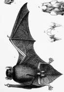 Image of Narrow-winged Pipistrelle