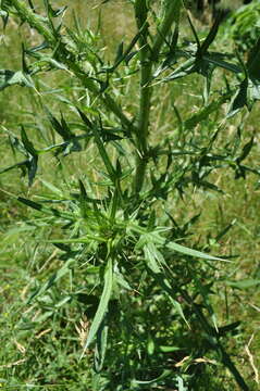 Image of Spear Thistle