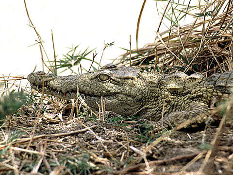 Image of Nile crocodile