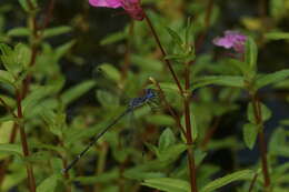 Image de Lestes praemorsus Hagen ex Selys 1862