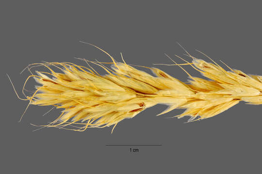 Imagem de Bromus scoparius L.