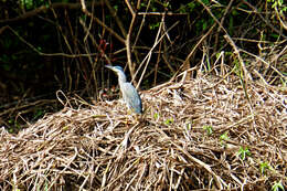 Image of Cocoi Heron