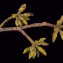 Image of silvertop stringybark