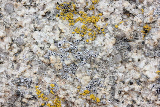 Image of Hoary cobblestone lichen;   Cracked lichen