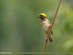 Image of Black-breasted Weaver