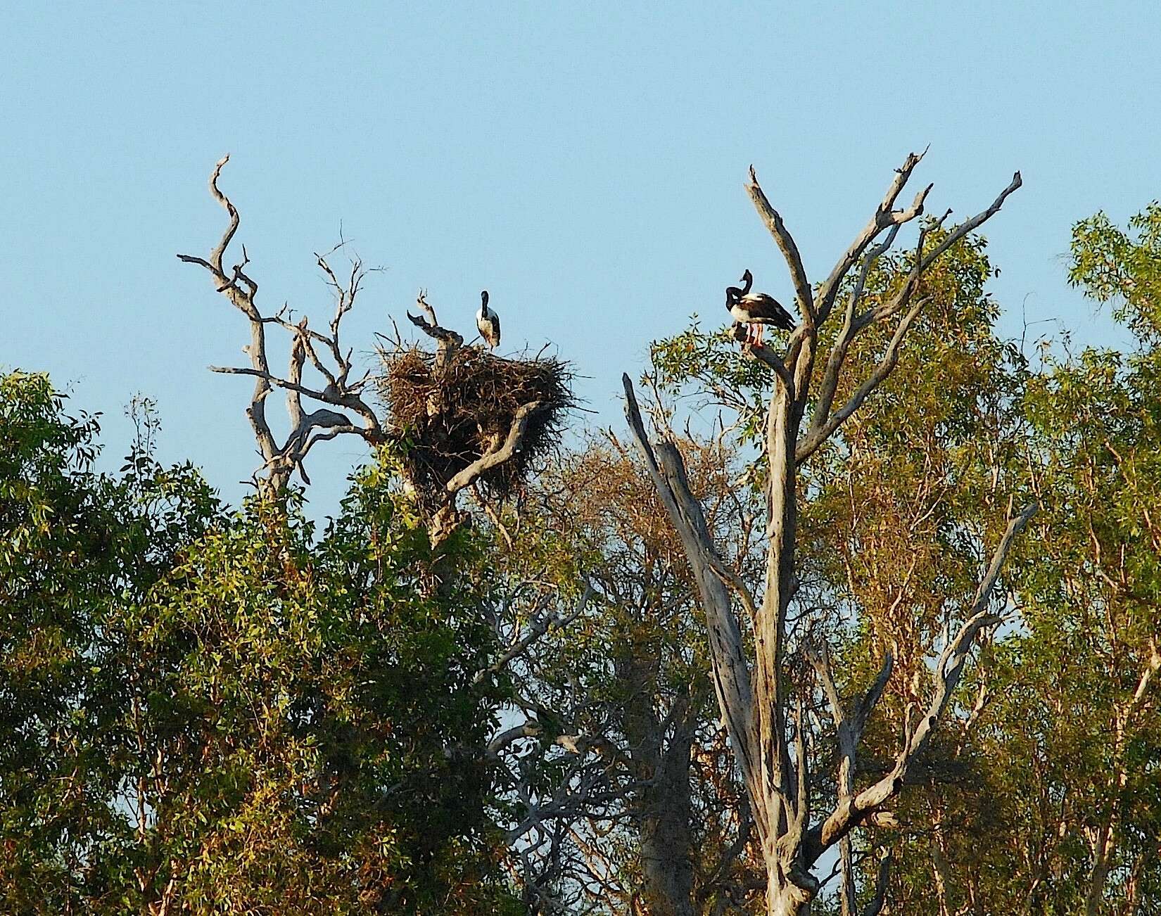 Image of magpie-goose