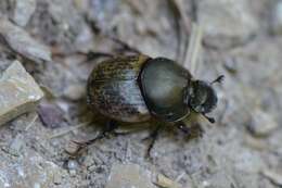 Image of Onthophagus (Palaeonthophagus) nuchicornis (Linnaeus 1758)