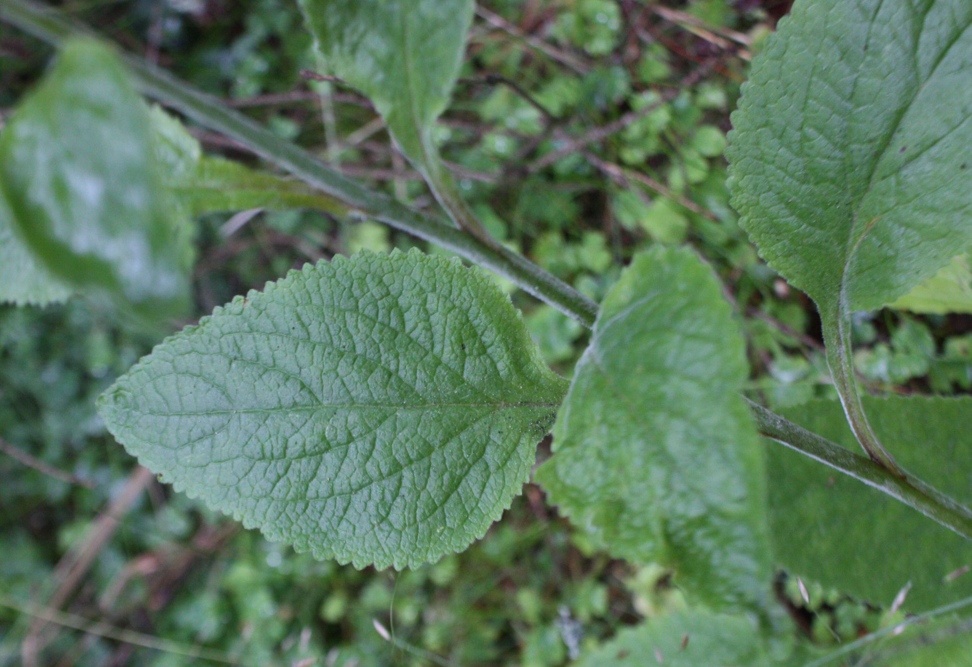 Imagem de Digitalis purpurea L.