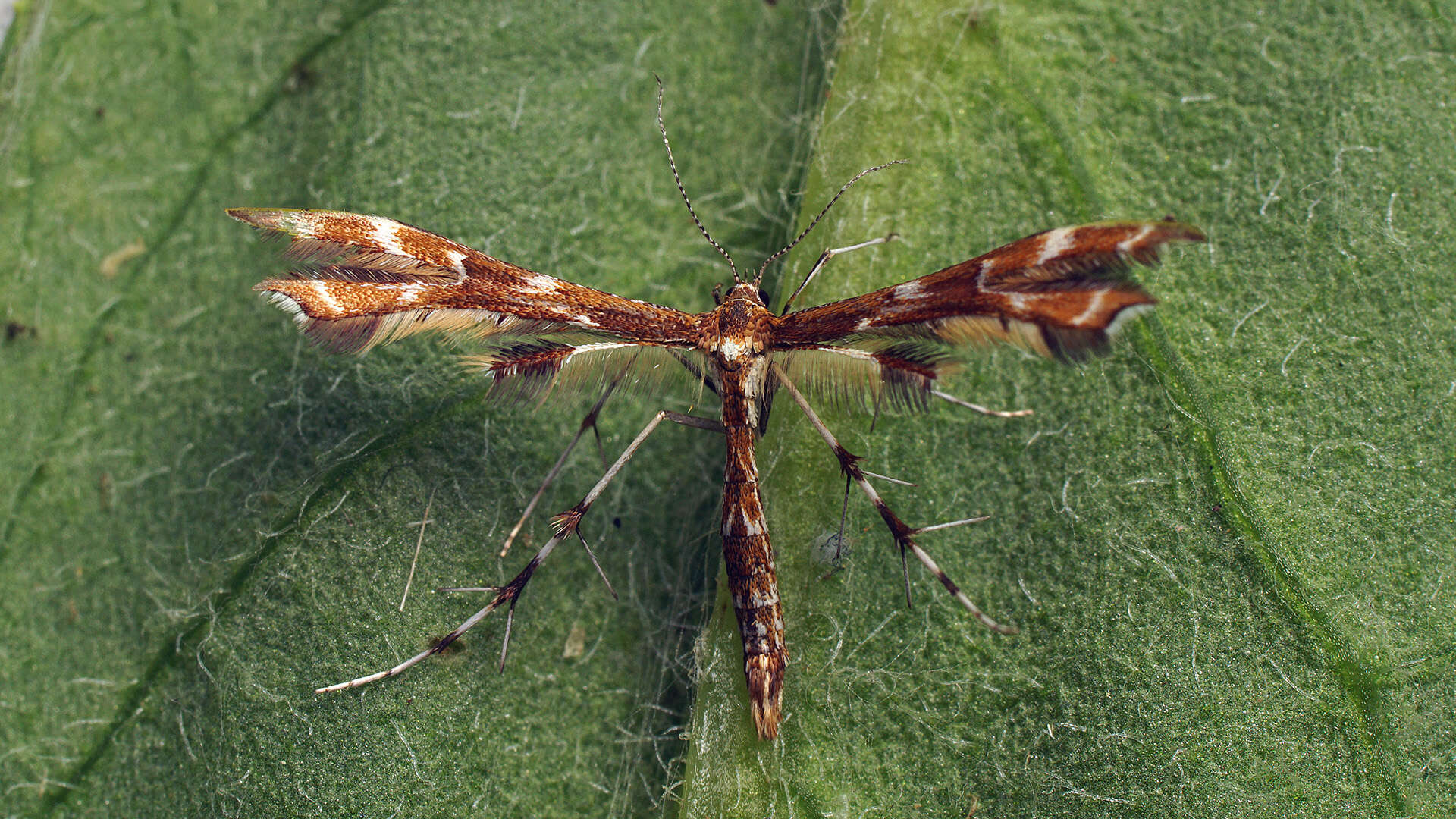 Image de Geina (Alucita) didactyla (Linnaeus 1758)