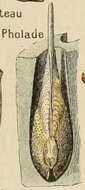 Image of Pholadidae Lamarck 1809