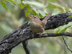 Image of House Wren