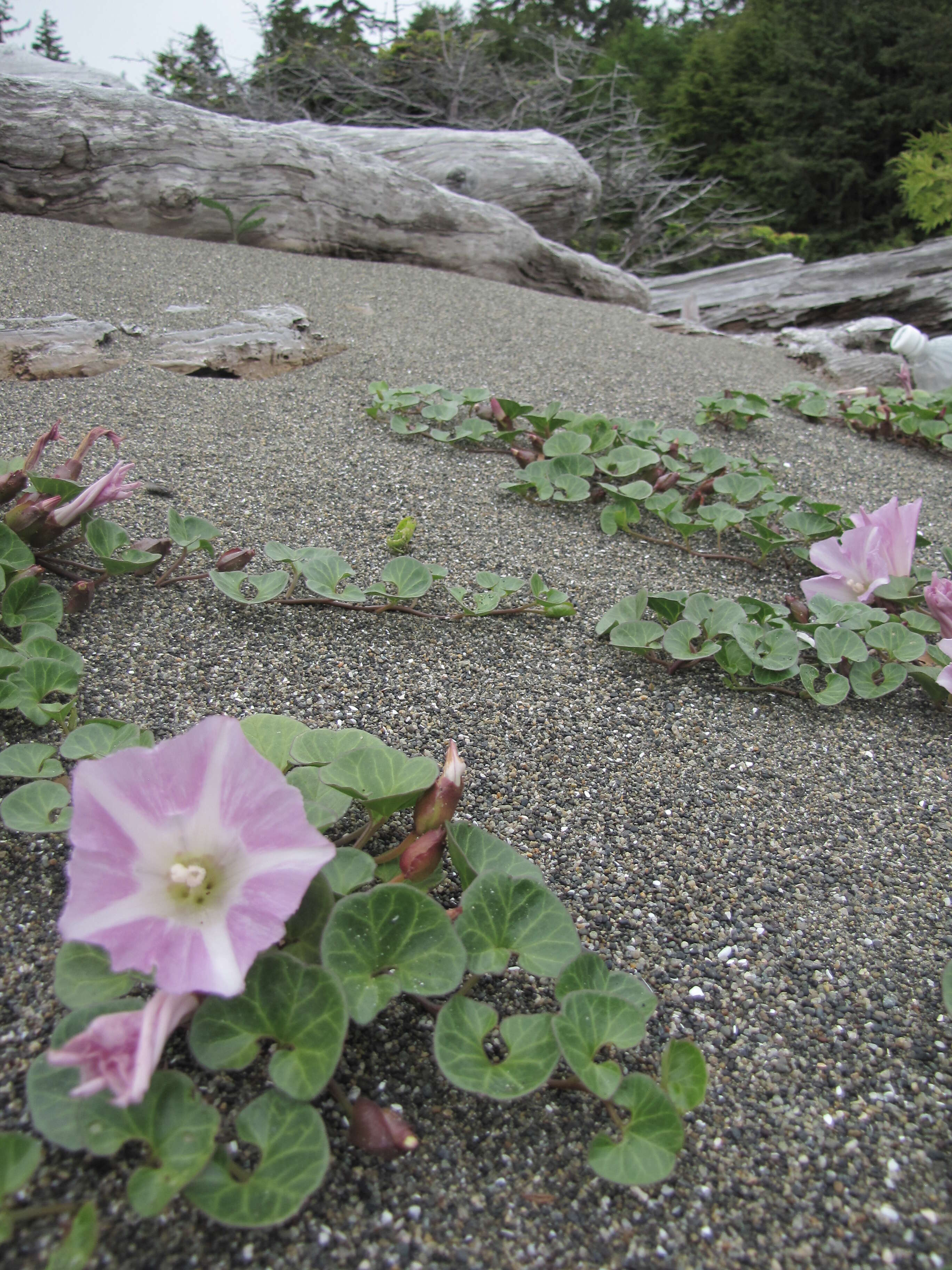 Plancia ëd Calystegia soldanella (L.) R. Br.