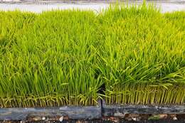 Oryza sativa japonica resmi