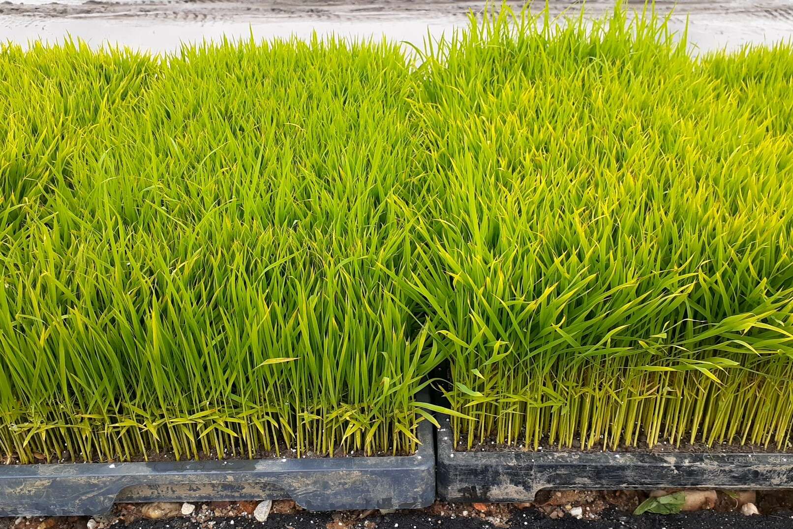 Oryza sativa japonica resmi