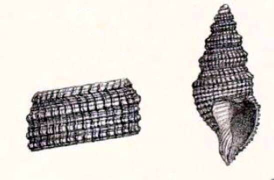 Image of Taranidaphne beblammena (Sturany 1903)