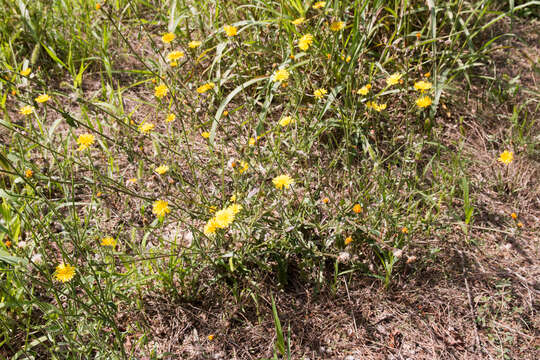 Слика од Picris hieracioides L.