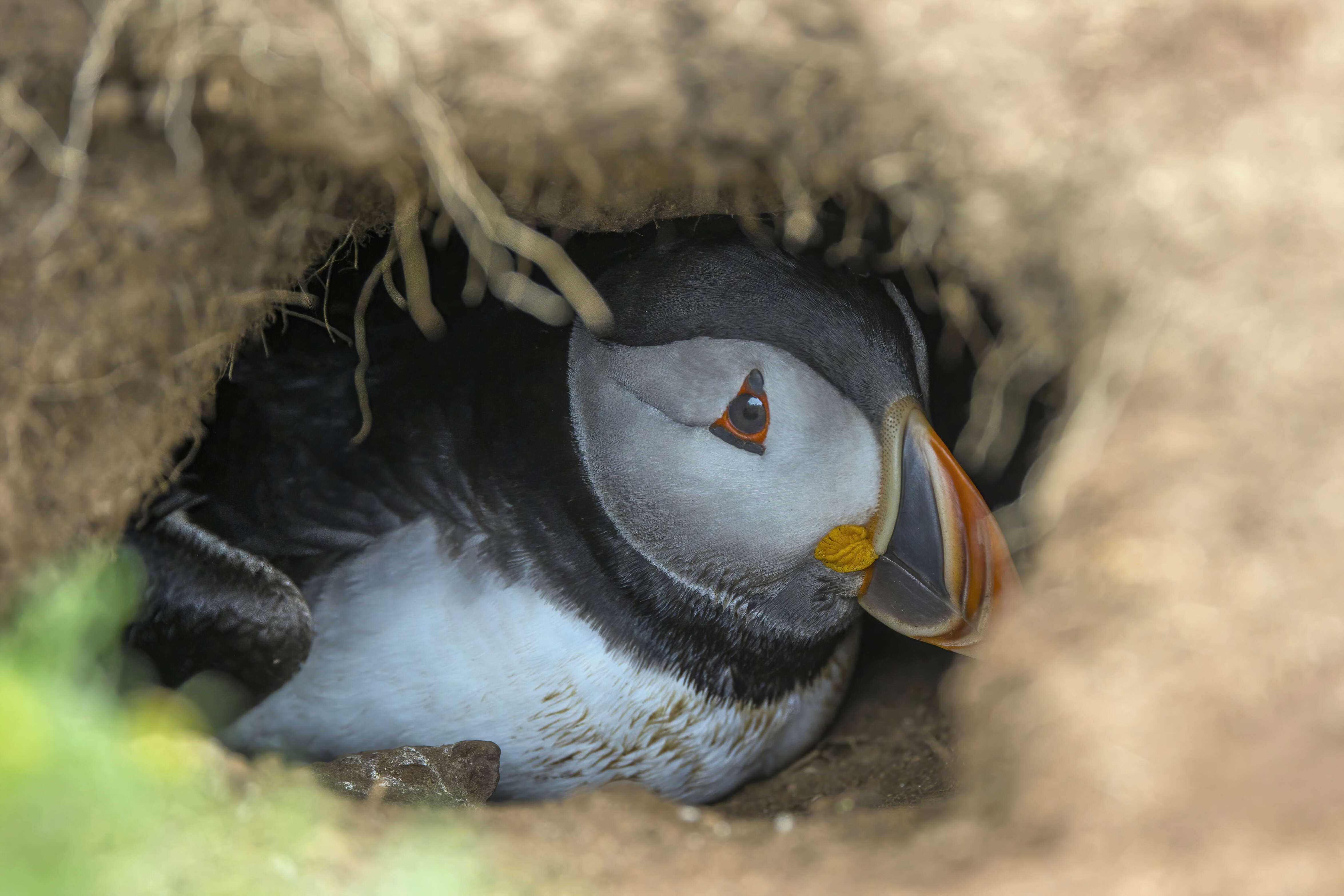 Image of Puffin