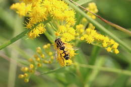 Image of Helophilus trivittatus (Fabricius 1805)