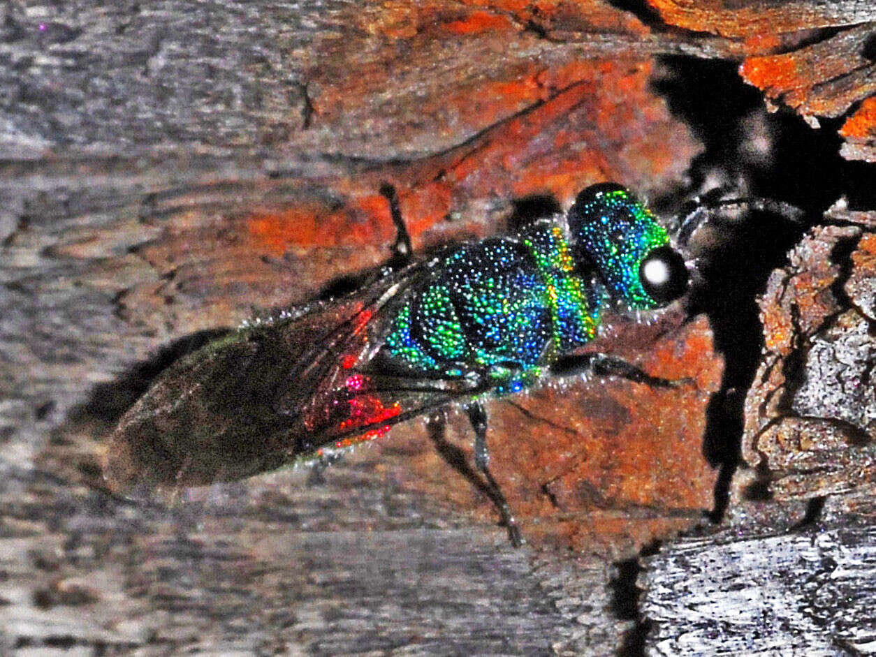 Image of Chrysis angustula