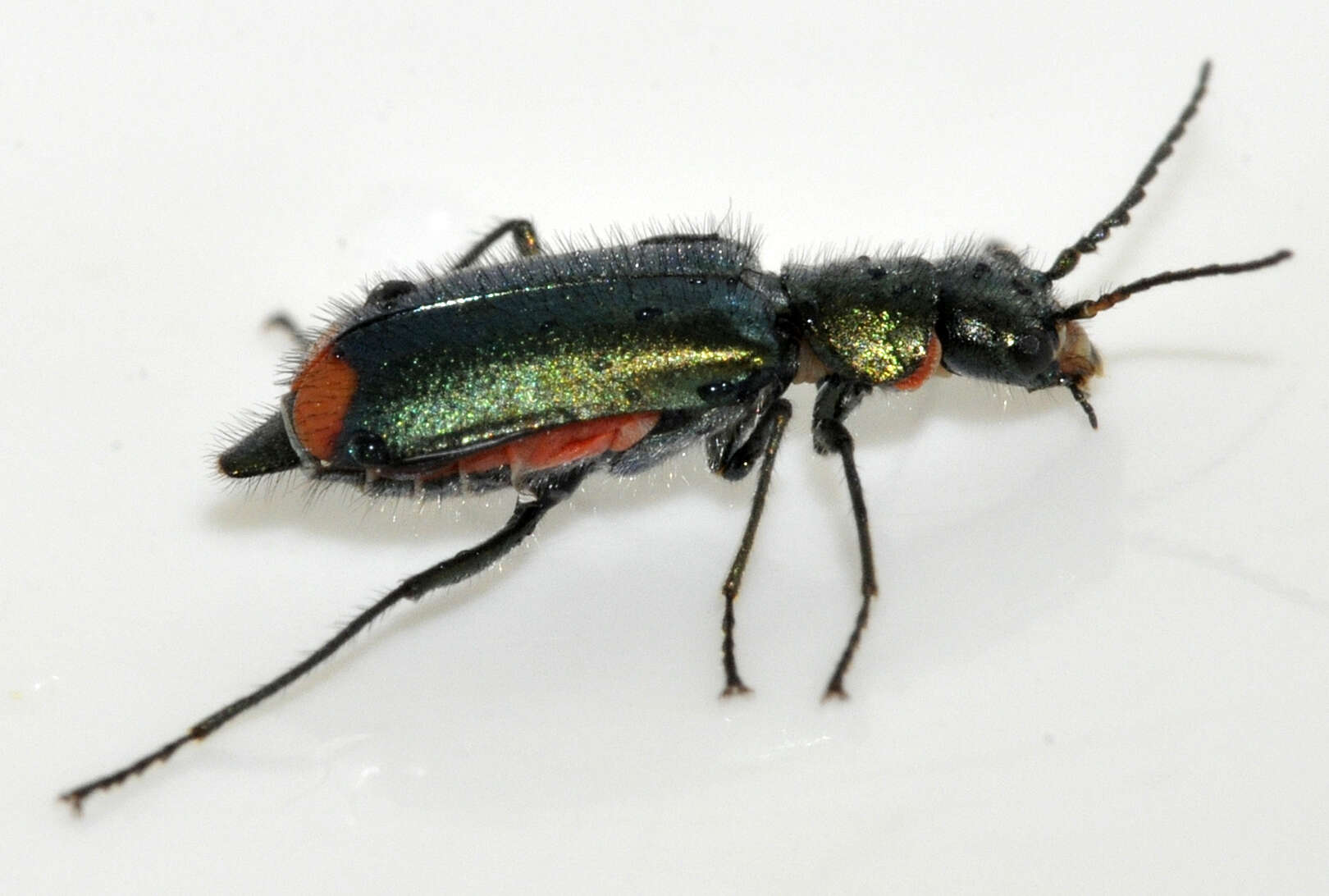 Слика од Malachius bipustulatus