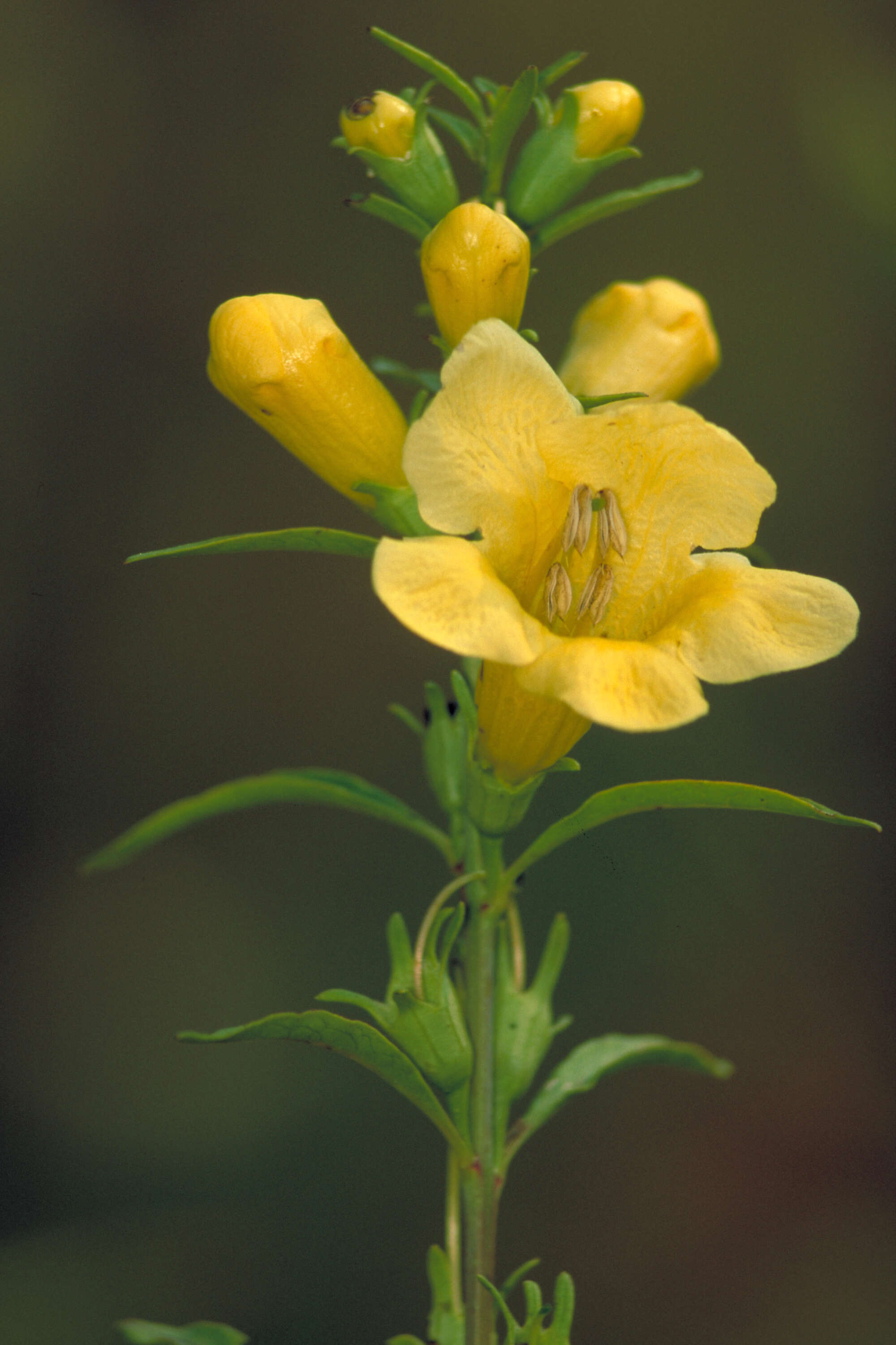 Image of smooth yellow false foxglove