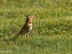 Image of Asian Crimson-winged Finch