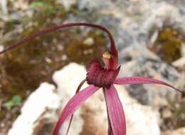 Image of Bats Ridges spider orchid