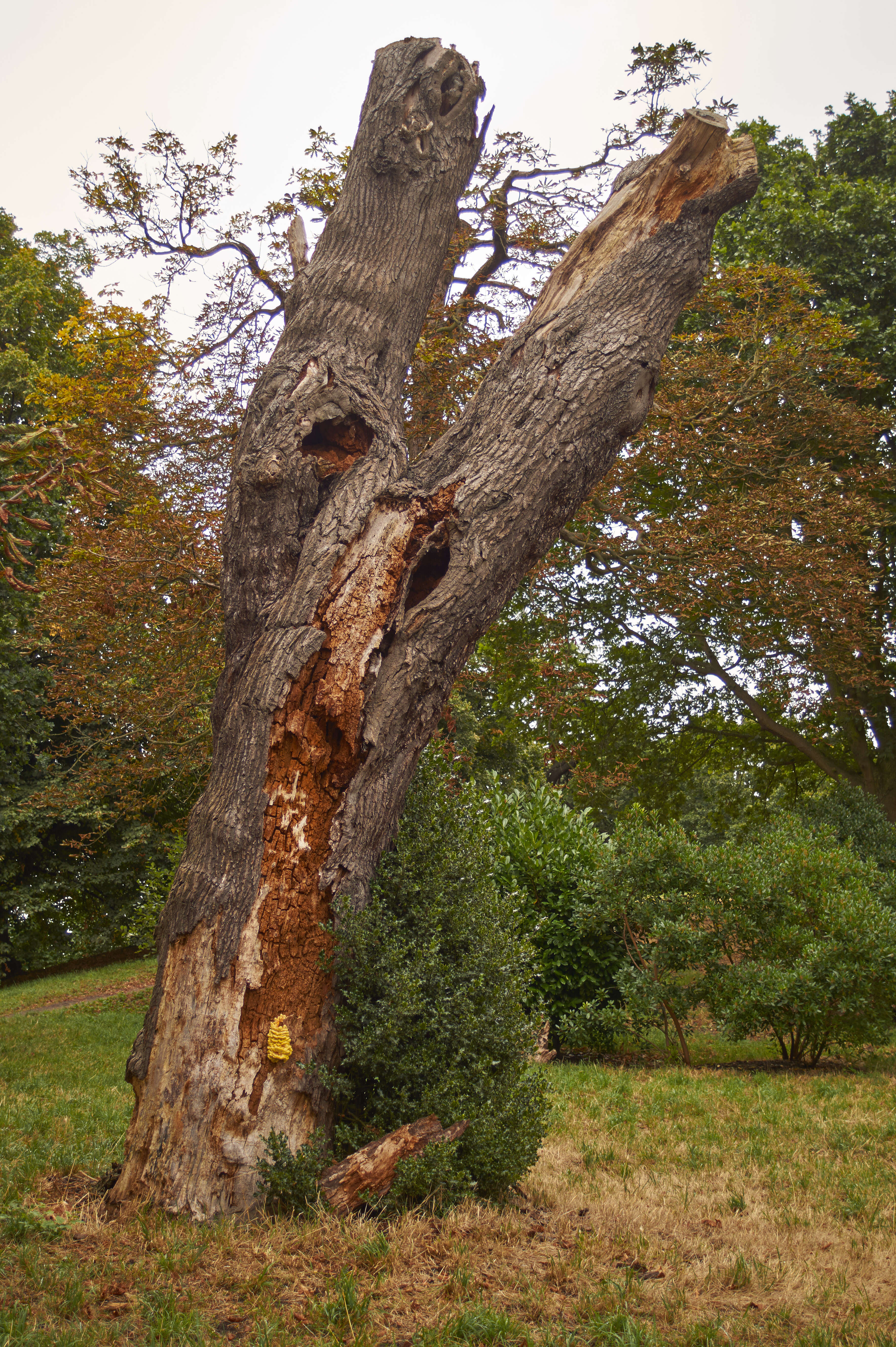 Image de Polypore soufré