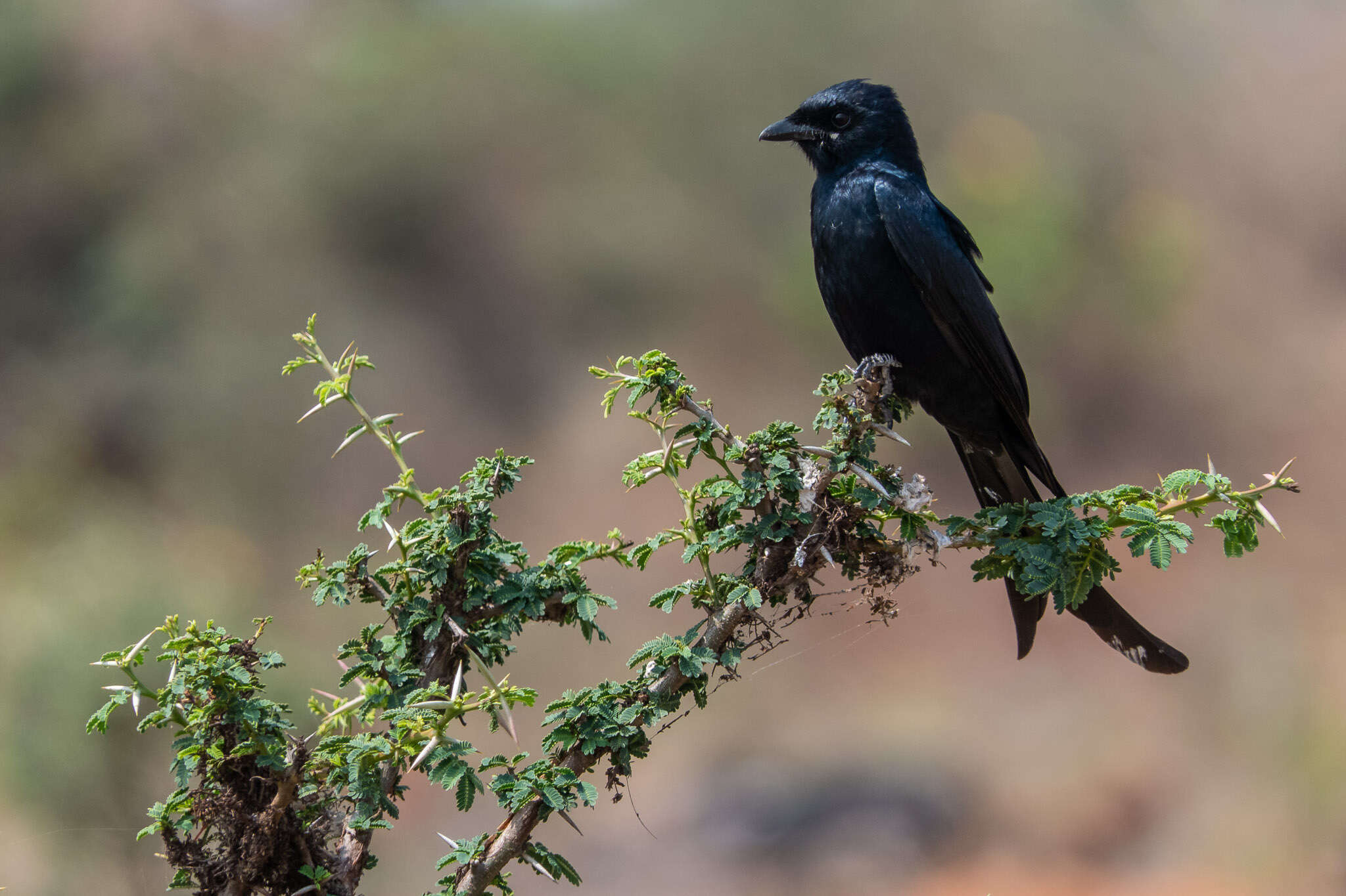 Image of Black Drongo