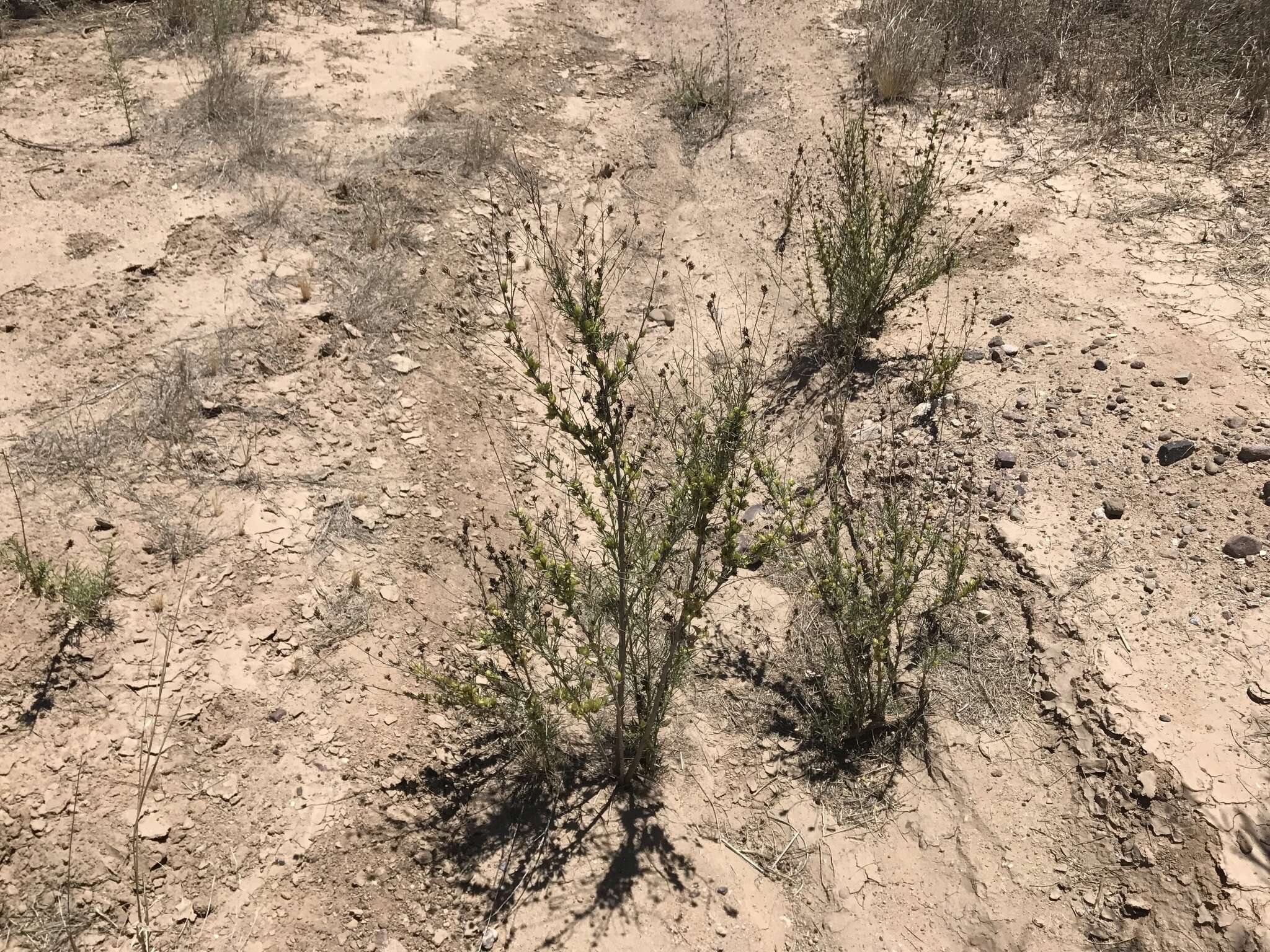 Image of Needle-Leaf Burrobush