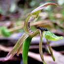 Image of Spade-lipped wasp orchid