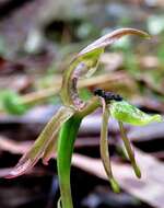 Image of Spade-lipped wasp orchid