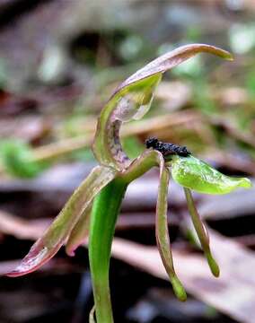 Imagem de Chiloglottis palachila D. L. Jones & M. A. Clem.