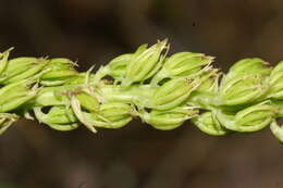 Image of Tofield's asphodel