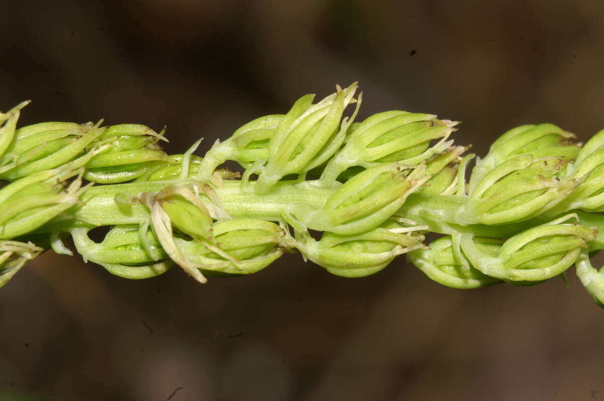 Image of Tofield's asphodel