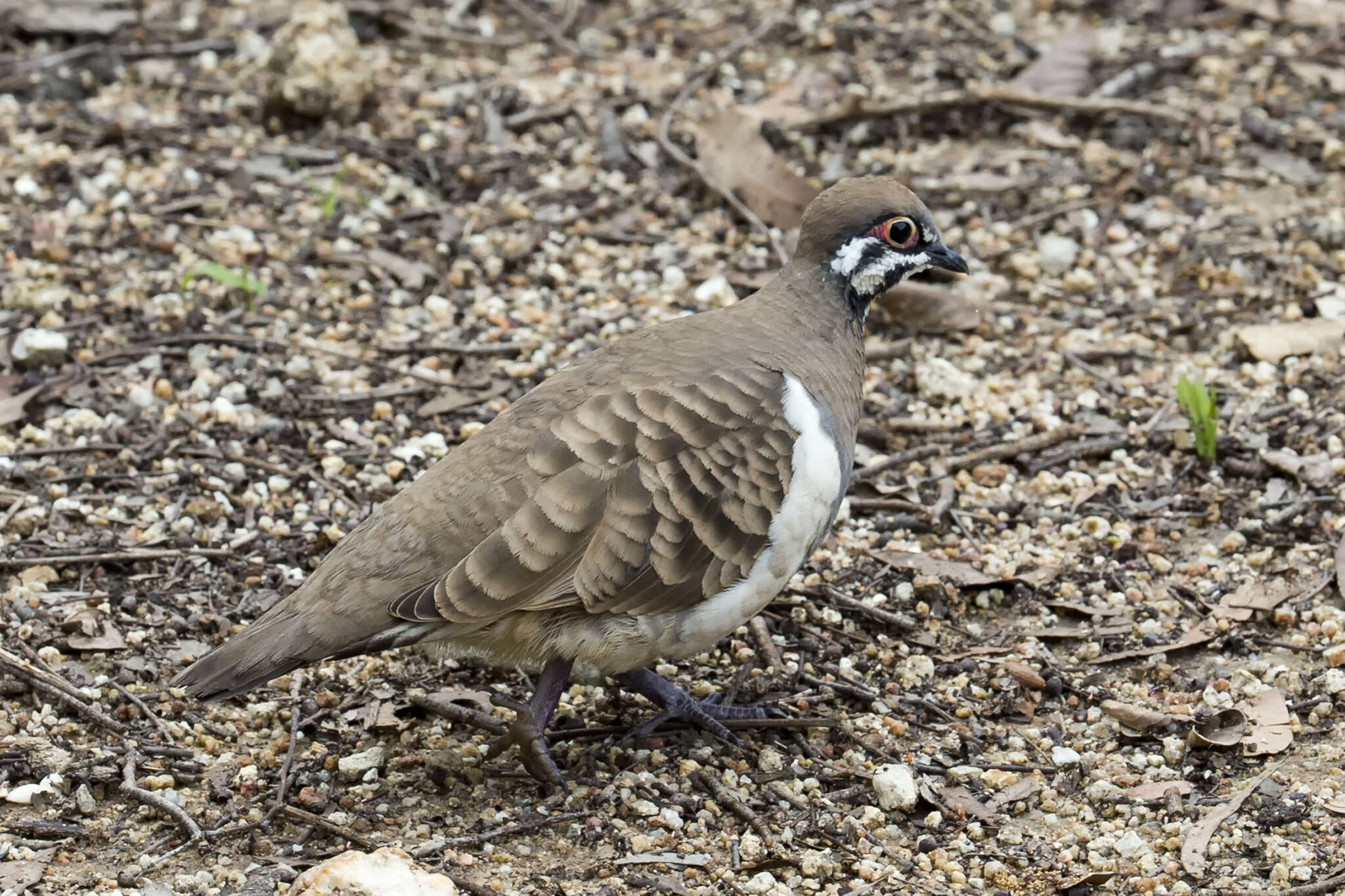 Image of Squatter Pigeon