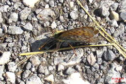 Image of Speyeria aglaja