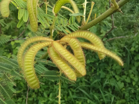 Image of Sensitive weed