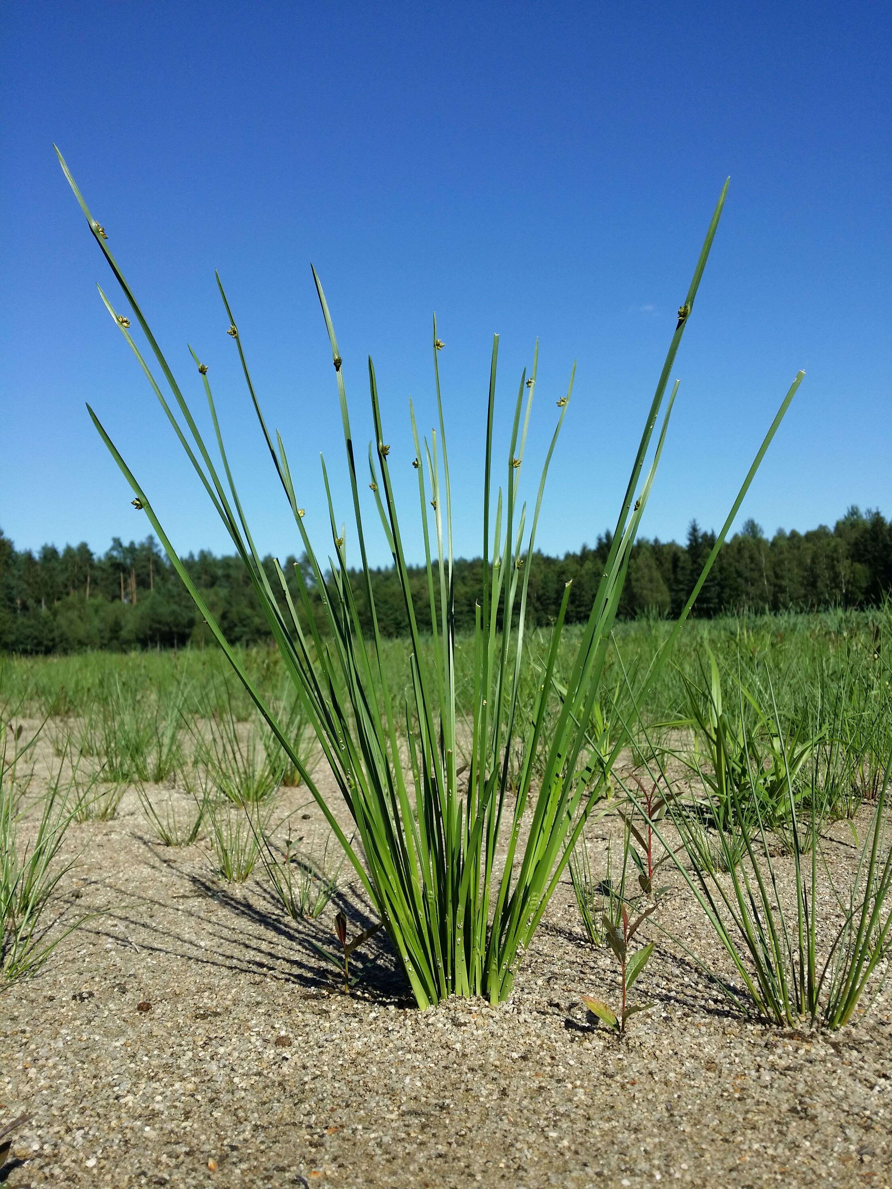 Schoenoplectiella mucronata (L.) J. Jung & H. K. Choi resmi