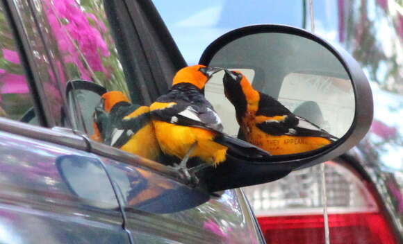 Image of Spot-breasted Oriole